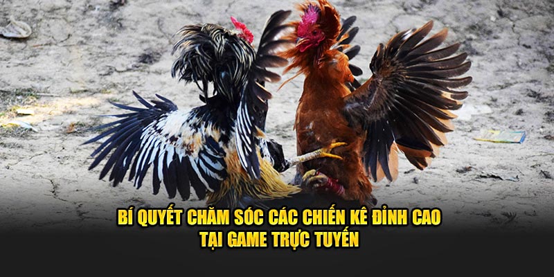 Bí quyết chăm sóc các chiến kê đỉnh cao