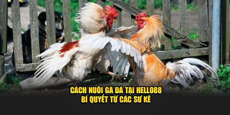 ảnh đại diện cách nuôi gà đá