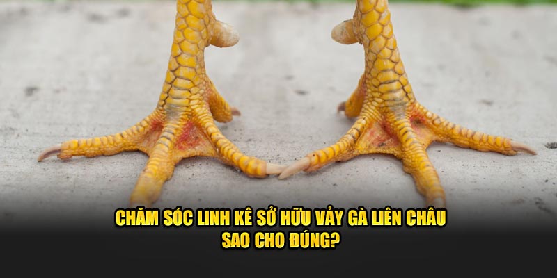 Chăm sóc linh kê sở hữu vảy gà liên châu sao cho đúng?