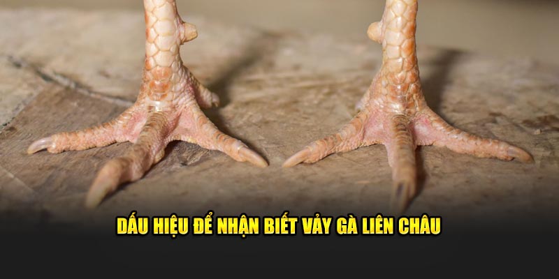 Dấu hiệu để nhận biết vảy gà liên châu