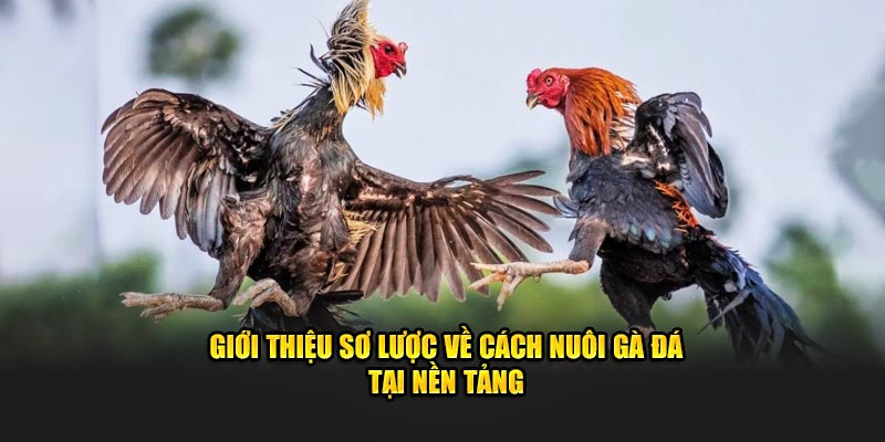 Giới thiệu sơ lược về cách nuôi gà đá tại nền tảng