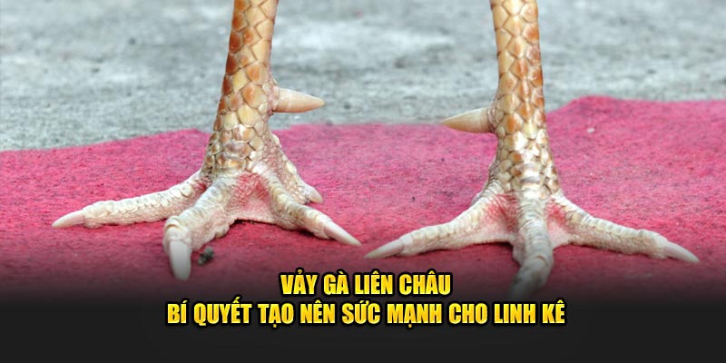 ảnh đại diện vảy gà liên châu